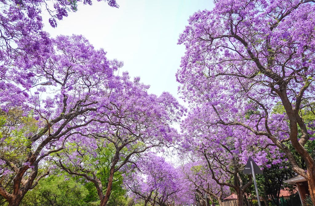 Purple and White Flower Trees